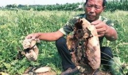 张掖吃瓜最新事件爆料新闻,揭秘背后真相与网络热议背后的故事